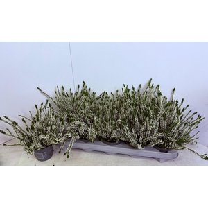 CALLU CAL NOVA ARCWH