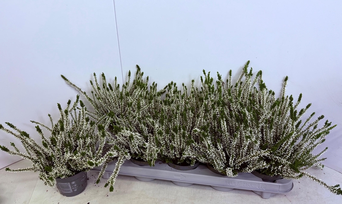 <h4>CALLU CAL NOVA ARCWH</h4>