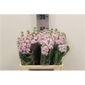 MATTHIOLA IRON CHERRY BLOSSOM 45 CM