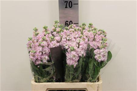 <h4>MATTHIOLA IRON CHERRY BLOSSOM 45 CM</h4>