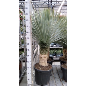 Yucca rostrata