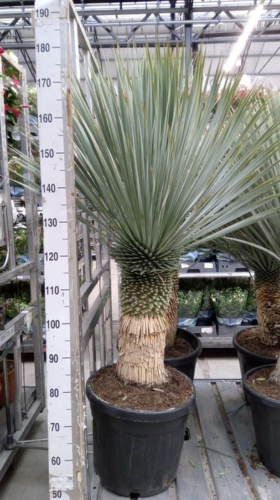 <h4>Yucca rostrata</h4>
