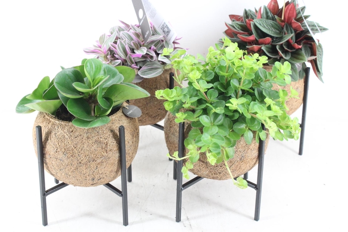 <h4>arr3 Kokoplant - Industrial groenmix 8X</h4>