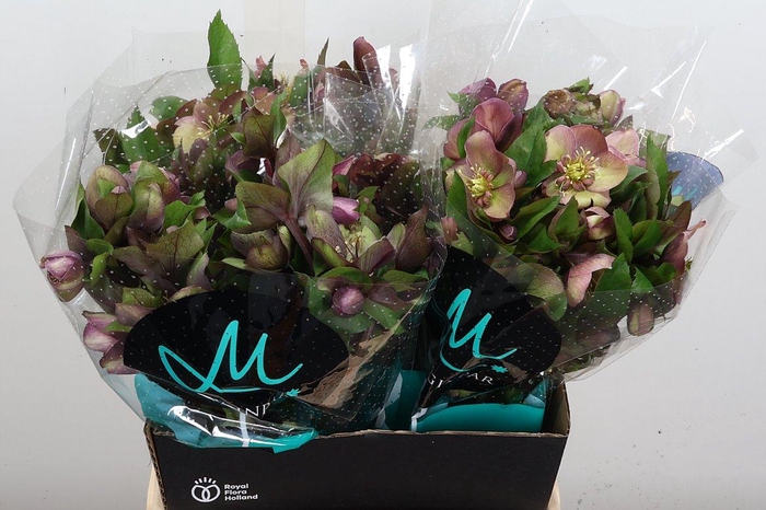 <h4>Hell Mammoth Pink</h4>