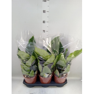 Philodendron  'Imperial Green'