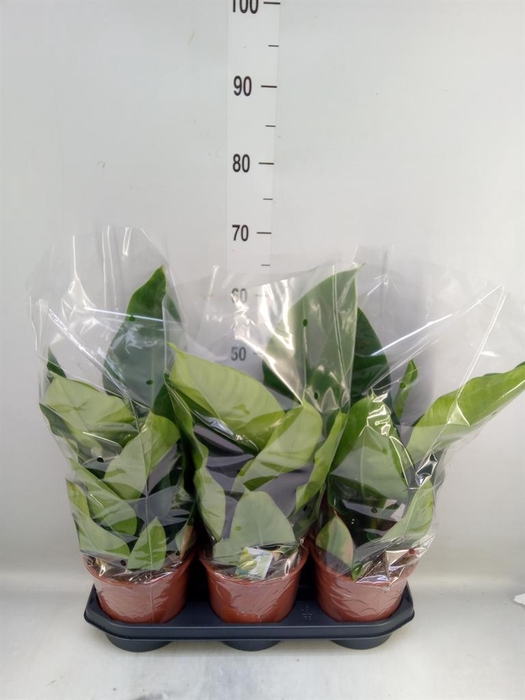 <h4>Philodendron  'Imperial Green'</h4>