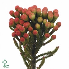 Kaaps Brunia Red Medium