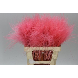 Stypha Pink