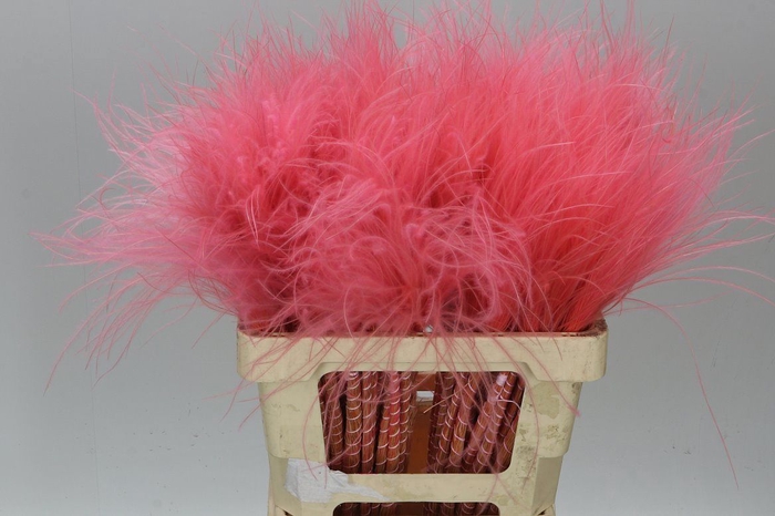 <h4>Stypha Pink</h4>