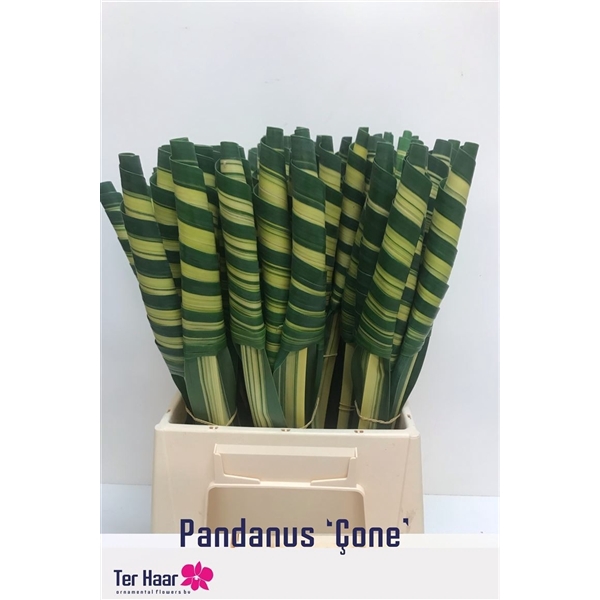 <h4>Pandanus Cone</h4>