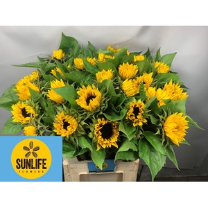 Helianthus Ziggy