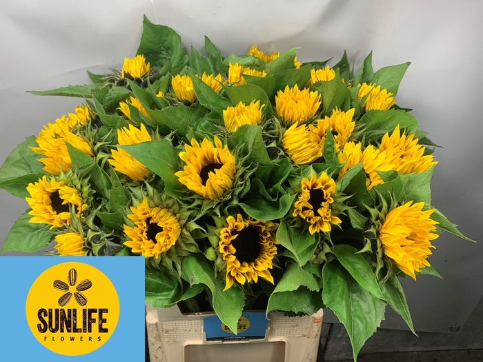 <h4>Helianthus Ziggy</h4>