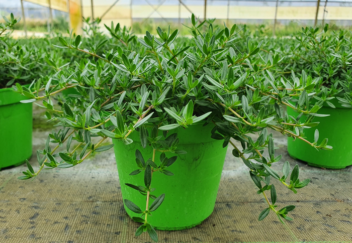 <h4>Satureja montana</h4>