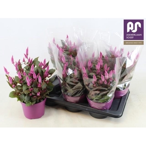 CEL WILD PINK