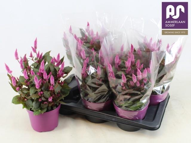 <h4>CEL WILD PINK</h4>