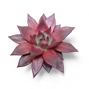 Echeveria Taurus Cutflower Wincx-10cm