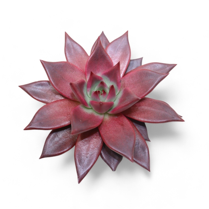 <h4>Echeveria Taurus Cutflower Wincx-10cm</h4>