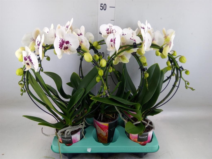 <h4>Phalaenopsis   ...</h4>