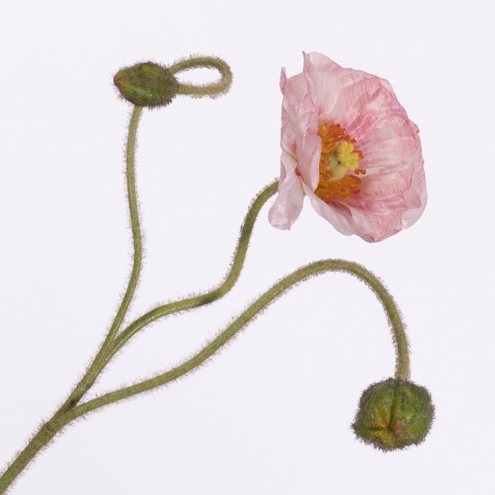 <h4>Papaver Spray Pink FL440350PNK</h4>