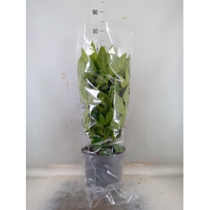 Fatsia japonica   ...