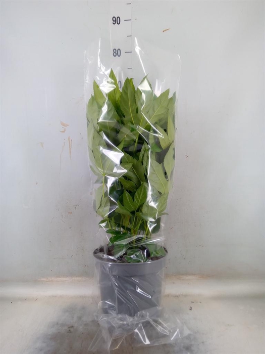 <h4>Fatsia japonica   ...</h4>