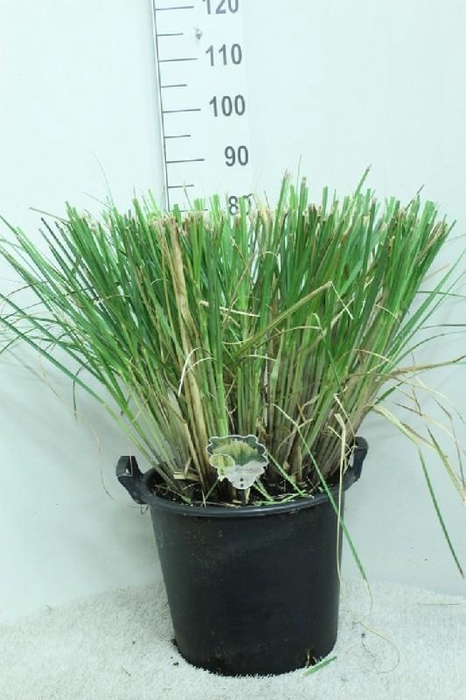<h4>Cortaderia Selloana Pumila</h4>