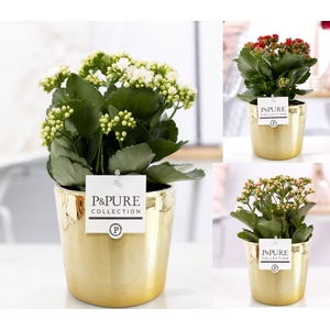 Kalanchoe mix in P&PURE Laryssa shiny gold