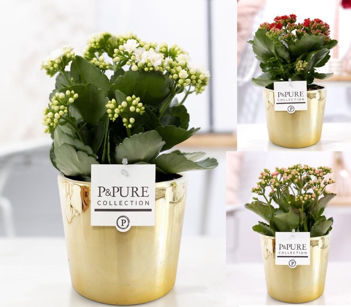 <h4>Kalanchoe mix in P&PURE Laryssa shiny gold</h4>