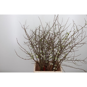 Chaenomeles Alba White