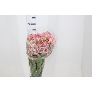ALSTROEMERIA FANKE 070 CM