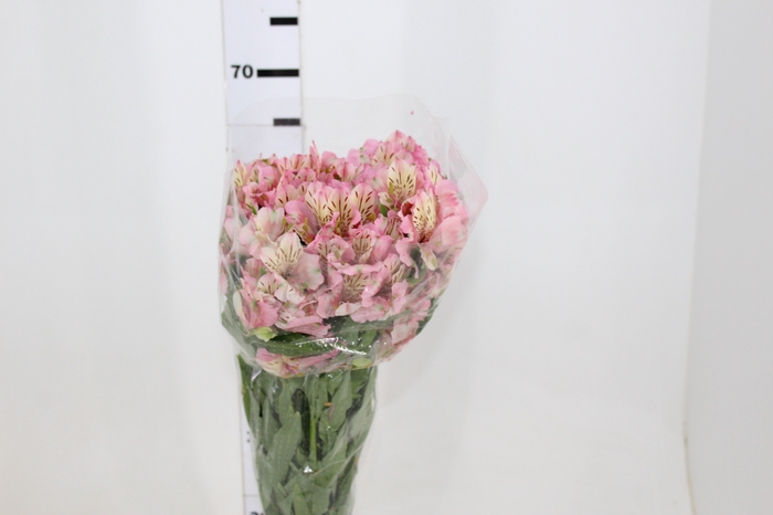 ALSTROEMERIA FANKE 070 CM