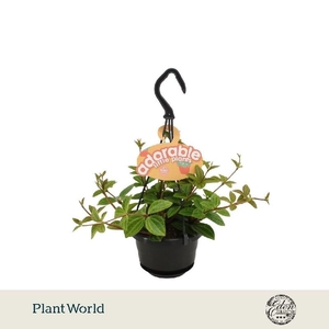 Peperomia Ang. Verde Hell hangpot Adorable collection