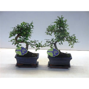 Zelkova parvifolia, 15cm., shape, with driptray