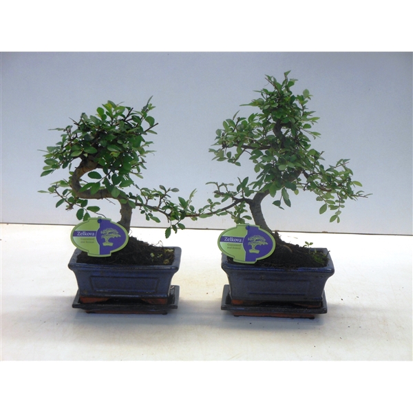 <h4>Zelkova parvifolia, 15cm., shape, with driptray</h4>