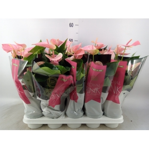 Anthurium andr. 'Sweet Dream'
