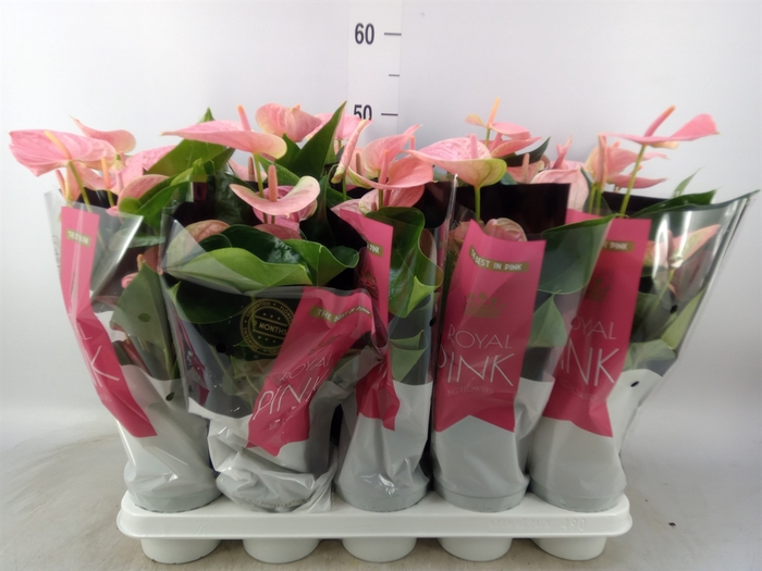 <h4>Anthurium andr. 'Sweet Dream'</h4>