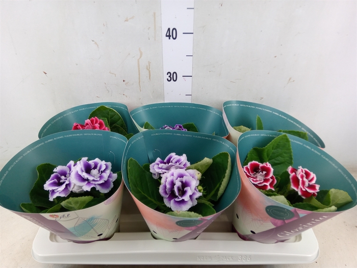 <h4>Sinningia  'Brocade'   ...mix</h4>