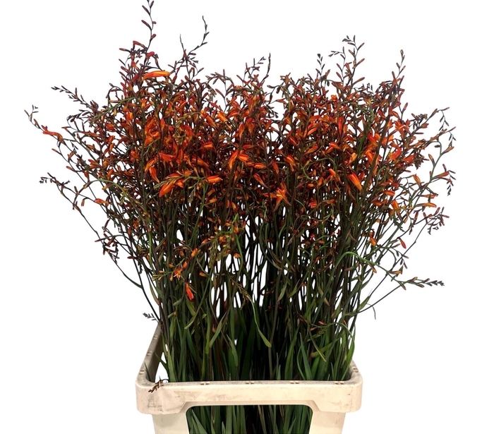 <h4>CROCOS LUCIFER</h4>