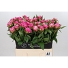 Paeonia Dr A Fleming