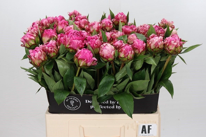 <h4>Paeonia Dr A Fleming</h4>