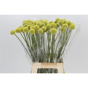 CRASPEDIA GLOBOSA PAINTBALL POP*