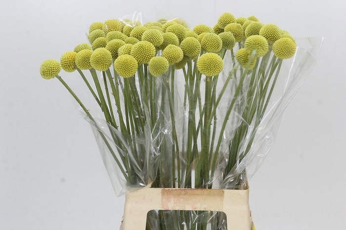 <h4>CRASPEDIA GLOBOSA PAINTBALL POP*</h4>