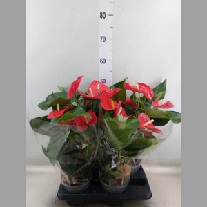 Anthurium andr. 'Casparo'