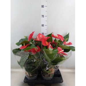 Anthurium andr. 'Casparo'