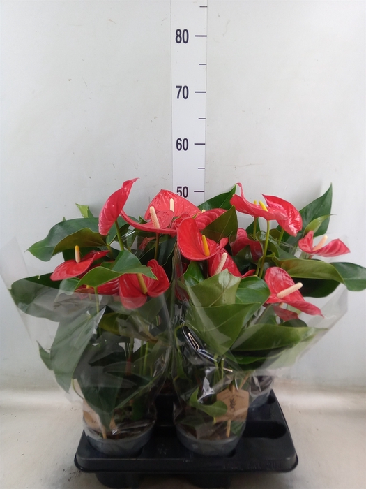 <h4>Anthurium andr. 'Casparo'</h4>
