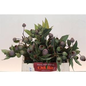 KAAPS GROEN EUCA BELL GUM*