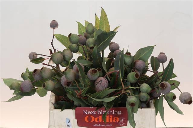 <h4>KAAPS GROEN EUCA BELL GUM*</h4>