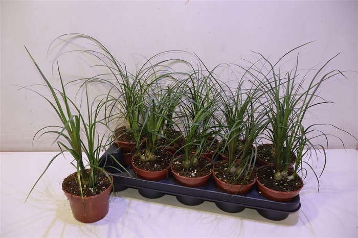 <h4>arr8 Nolina</h4>