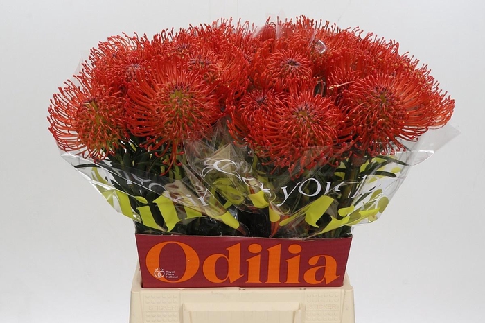 <h4>LEUCO CO SUCCESSION</h4>