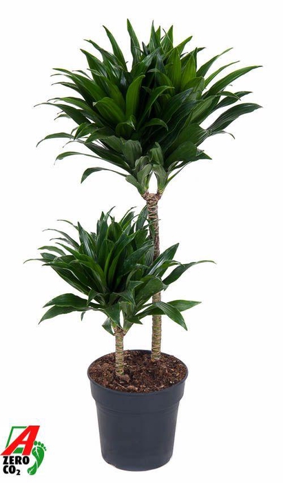 <h4>Dracaena Compacta 45-15</h4>